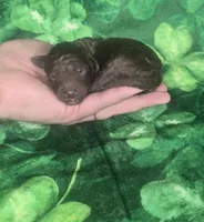 Alfie , a male Miniature Goldendoodle for sale in Scottsville, VA – Photo 2 of 3