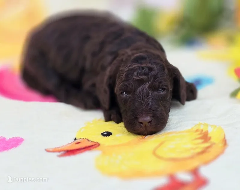 Alfie  – Miniature Goldendoodle puppy for sale in Scottsville, VA