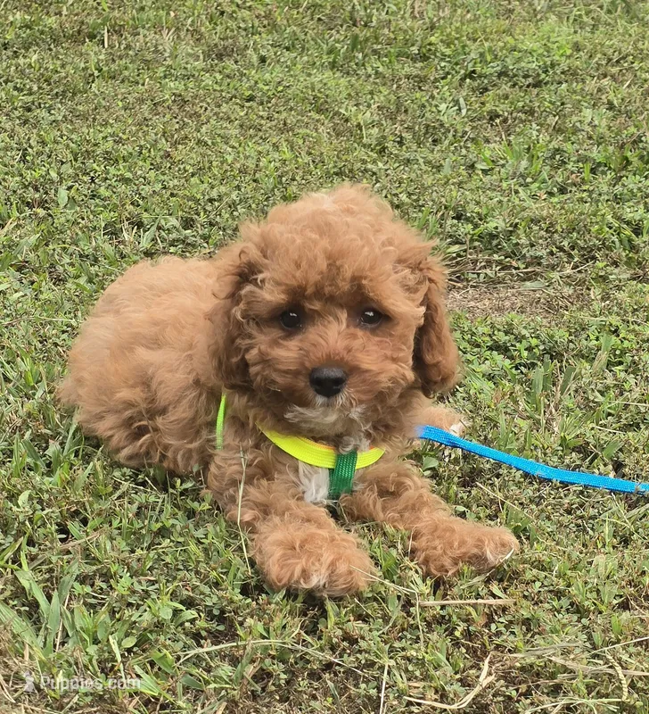Hibiscus  – Cavapoo puppy for sale in Scottsville, VA