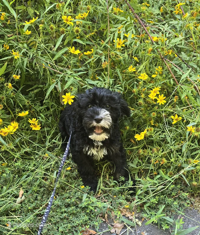 Otter  – Cavapoo puppy for sale in Scottsville, VA