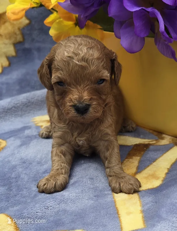 Tropical  – Cavapoo puppy for sale in Scottsville, VA