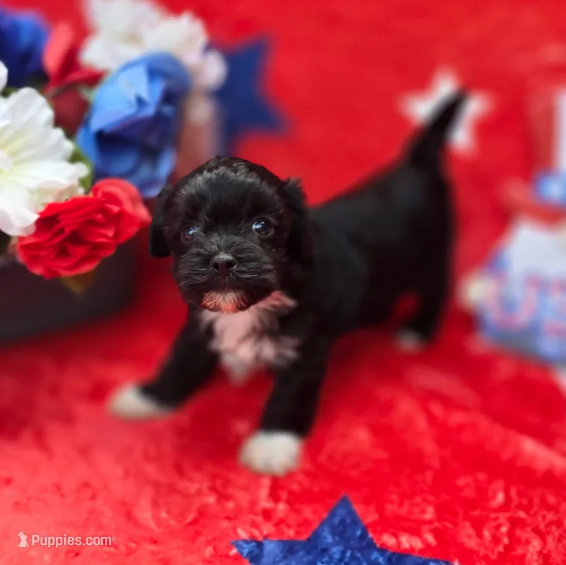 Shade – Maltipoo, Havapoo puppy for sale in Scottsville, VA