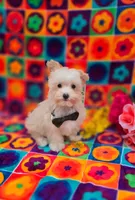 Ice, a male Maltipoo for sale in Scottsville, VA – Photo 2 of 3