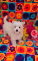 Ice, a male Maltipoo for sale in Scottsville, VA – Photo 1 of 3