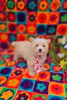 Ice, a male Maltipoo for sale in Scottsville, VA – Photo 3 of 3