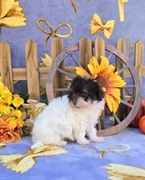 Paisyn , a female Havapoo for sale in Scottsville, VA – 3 of 5