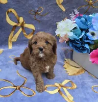 Squid, a male Cavapoo for sale in Scottsville, VA – 4 of 7
