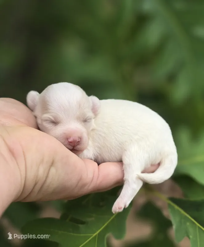 Blanca – Maltipoo, Havapoo puppy for sale in Scottsville, VA
