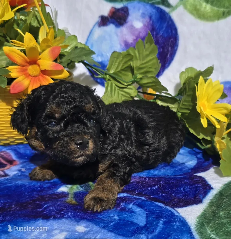 Jade – Maltipoo puppy for sale in Scottsville, VA