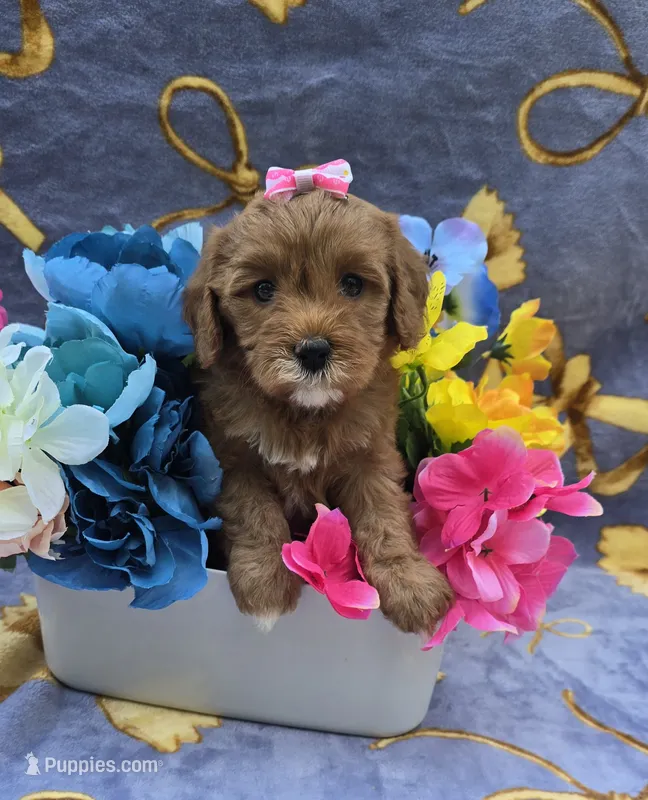 Orca – Cavapoo puppy for sale in Scottsville, VA