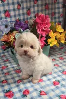 Linen, a male Maltipoo and Havapoo for sale in Scottsville, VA – 8 of 10
