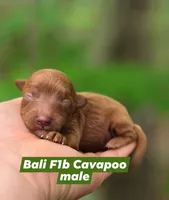Bali, a male Cavapoo for sale in Scottsville, VA – 1 of 1