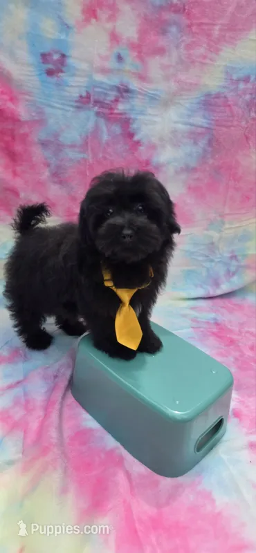 Kaymoi – Maltipoo puppy for sale in Scottsville, VA