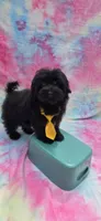 Kaymoi, a female Maltipoo for sale in Scottsville, VA – 1 of 5