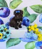 Nuria, a female Maltipoo for sale in Scottsville, VA – 2 of 5