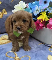 Squid, a male Cavapoo for sale in Scottsville, VA – 3 of 7