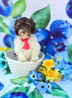 Derby, a male Havapoo for sale in Scottsville, VA – 10 of 10