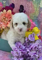 Coral, a female Cavapoo for sale in Scottsville, VA – 5 of 5