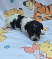 Robin, a female Maltipoo for sale in Scottsville, VA – 5 of 7
