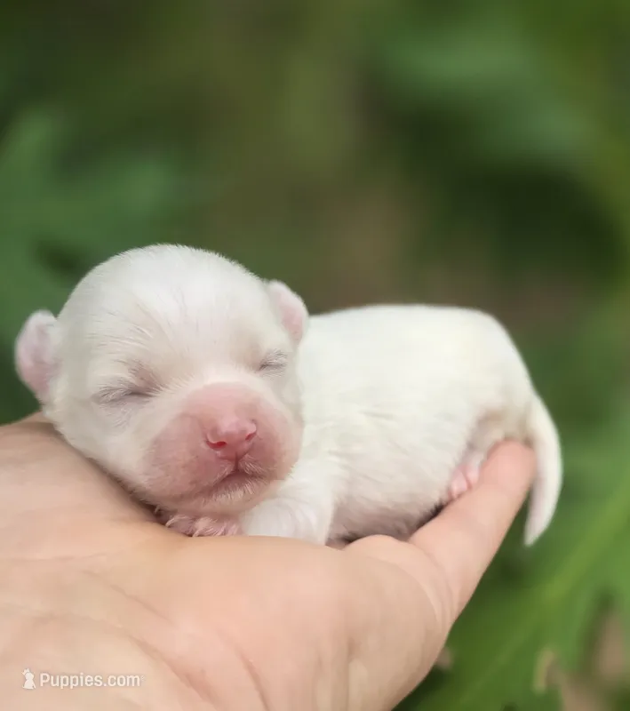 Linen – Maltipoo, Havapoo puppy for sale in Scottsville, VA