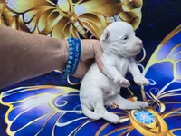 Lynx, a male Maltipoo for sale in Scottsville, VA – 2 of 4