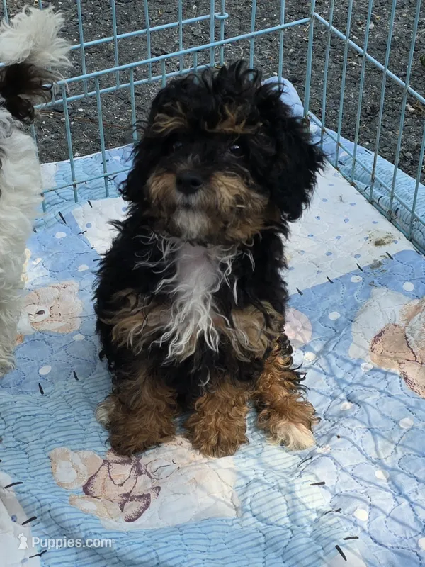 Henry – Yorkipoo puppy for sale in Scottsville, VA
