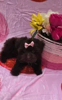 Nuria, a female Maltipoo for sale in Scottsville, VA – 2 of 4