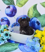 Nuria, a female Maltipoo for sale in Scottsville, VA – 3 of 5