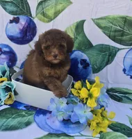 Jack, a male Bichon Frise and Poodle - Toy  for sale in Scottsville, VA – 5 of 5