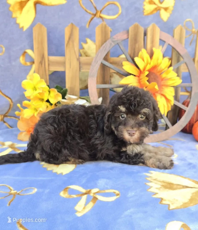 Pax – Havanese puppy for sale in Scottsville, VA