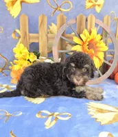 Pax, a male Havanese for sale in Scottsville, VA – 1 of 4