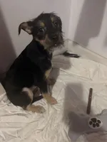 No Name yet , a  Miniature Dachshund for sale in Livonia, MI – Photo 3 of 7