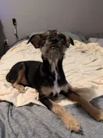 No Name yet , a  Miniature Dachshund for sale in Livonia, MI – Photo 5 of 7