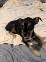 No Name yet , a  Miniature Dachshund for sale in Livonia, MI – Photo 1 of 7