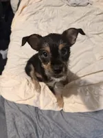 No Name yet , a  Miniature Dachshund for sale in Livonia, MI – Photo 6 of 7