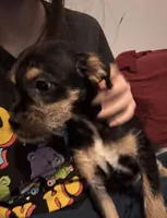 No Name yet , a  Miniature Dachshund for sale in Livonia, MI – Photo 2 of 7