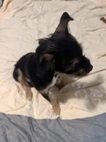 No Name yet , a  Miniature Dachshund for sale in Livonia, MI – Photo 4 of 7