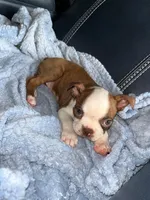 Coffe, a female Boston Terrier for sale in Tucson, AZ – Photo 4 of 5