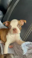 Coffe, a female Boston Terrier for sale in Tucson, AZ – Photo 3 of 5