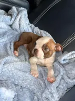 Coffe, a female Boston Terrier for sale in Tucson, AZ – Photo 2 of 5