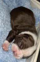 Bella, a female Boston Terrier for sale in Tucson, AZ – Photo 3 of 3