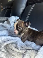 Coffe and Bobby, a male Boston Terrier for sale in Tucson, AZ – Photo 3 of 10