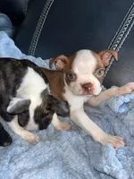 Coffe and Bobby, a male Boston Terrier for sale in Tucson, AZ – Photo 8 of 10