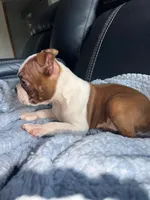 Coffe and Bobby, a male Boston Terrier for sale in Tucson, AZ – Photo 7 of 10