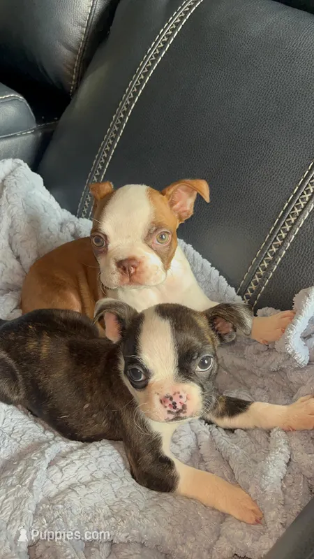 Coffe and Bobby, a male Boston Terrier for sale in Tucson, AZ – Photo 1 of 10