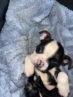 Coffe and Bobby, a male Boston Terrier for sale in Tucson, AZ – Photo 5 of 10