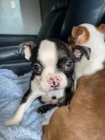 Coffe and Bobby, a male Boston Terrier for sale in Tucson, AZ – Photo 4 of 10