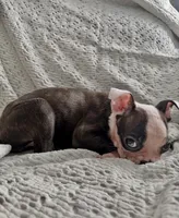 Baby, a female Boston Terrier for sale in Tucson, AZ – Photo 4 of 4