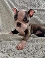 Baby, a female Boston Terrier for sale in Tucson, AZ – Photo 2 of 4