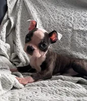 Baby, a female Boston Terrier for sale in Tucson, AZ – Photo 3 of 4